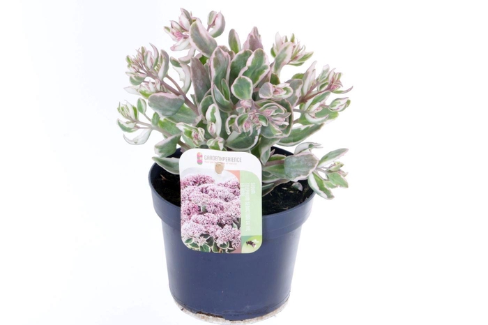 <h4>Sedum telephium La Vie en Rose</h4>