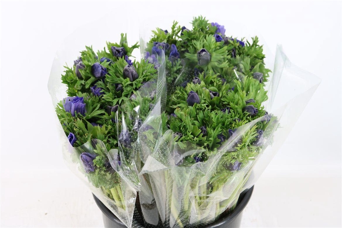 <h4>Anem Marianne Blue</h4>