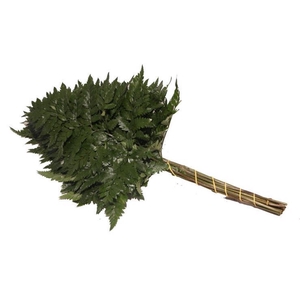 Lederv Small Helechos Ticos Vacuum X5