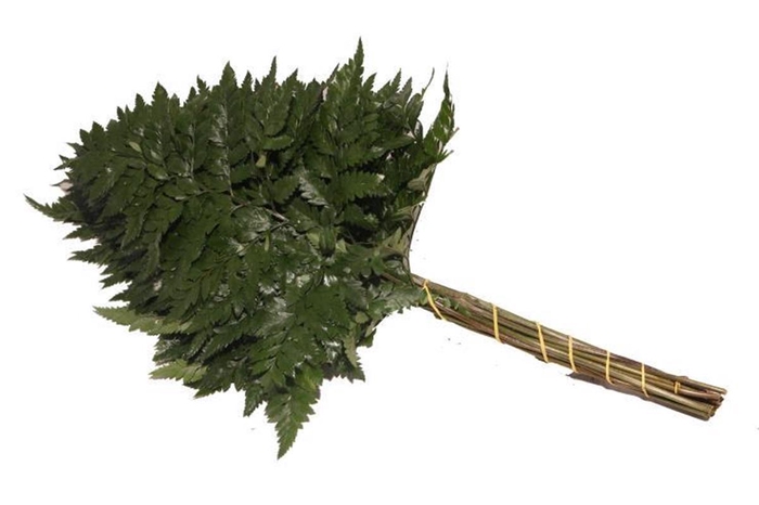 <h4>Lederv Small Helechos Ticos Vacuum X5</h4>