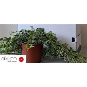 Hed He White Ripple 40cm Ranken