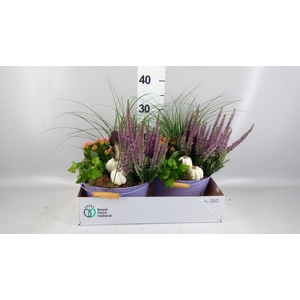 Arr.   Tuinplanten L%