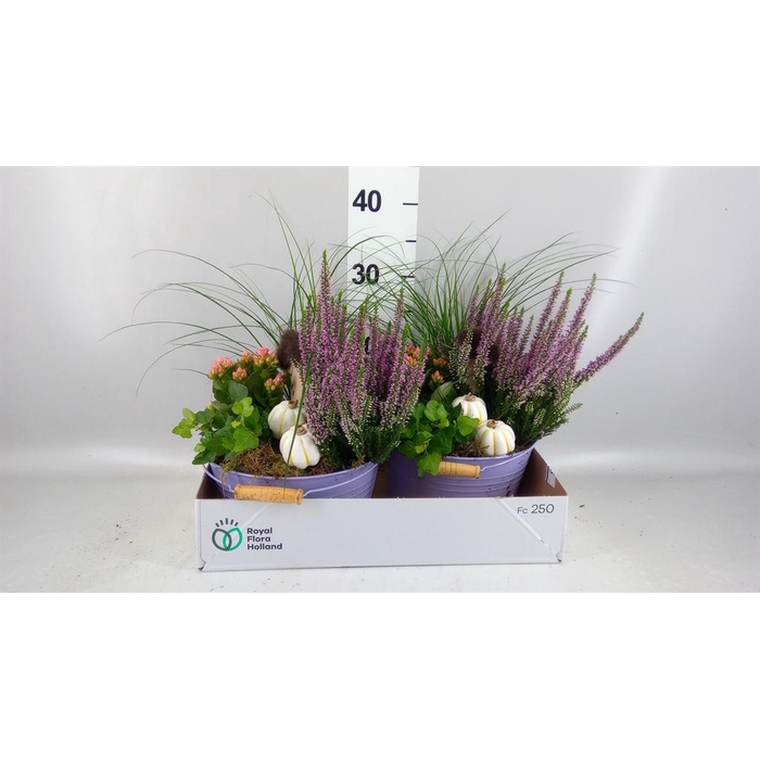 <h4>Arr.   Tuinplanten L%</h4>