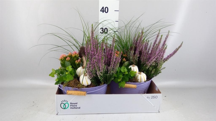 <h4>Arr.   Tuinplanten L%</h4>