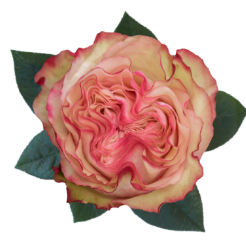 R Gr Country Candy Bicolor 50cm EC
