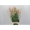 Nerine Vesta K Artistiek