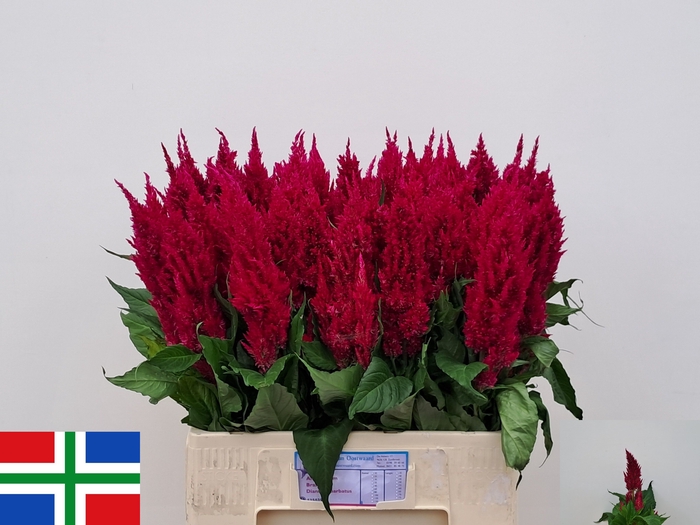 <h4>CEL P CENT PURP ROSE</h4>