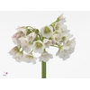 Allium Nect Rosy Bells