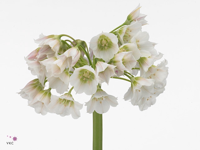 Allium Nect Rosy Bells