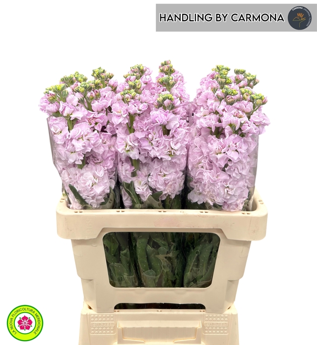 <h4>MATTH IRON CHERRY BL</h4>
