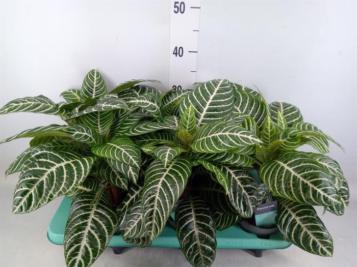 <h4>Aphelandra squar.</h4>