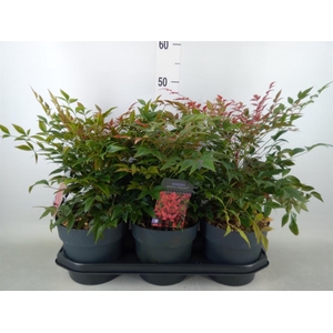 Nandina domestica 'Obsessed'