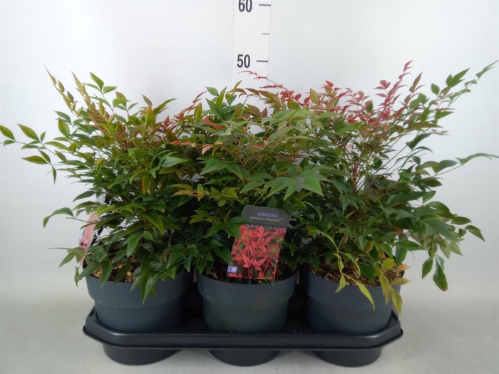 <h4>Nandina domestica 'Obsessed'</h4>
