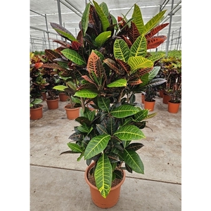 Codiaeum Petra (Croton Petra)