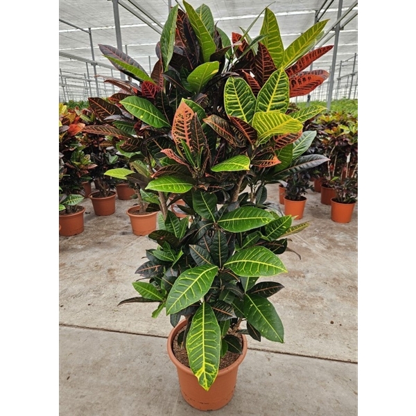 <h4>Codiaeum Petra (Croton Petra)</h4>