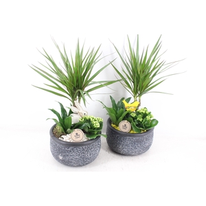 arr2 PL - Ker. barok dracena - geel/wit