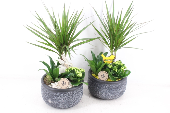 <h4>arr2 PL - Ker. barok dracena - geel/wit</h4>