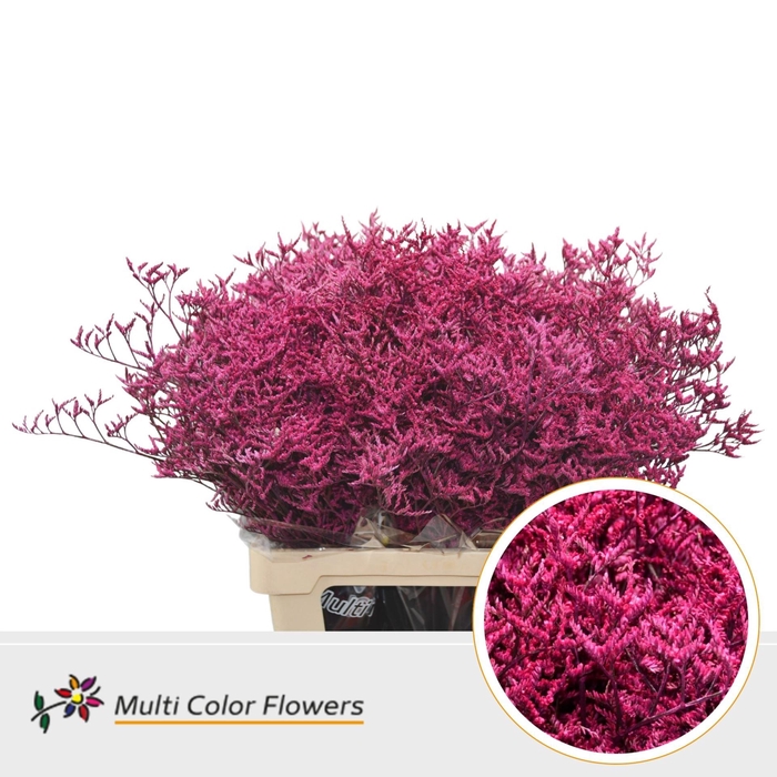 <h4>Limonium DYED Fuchsia</h4>