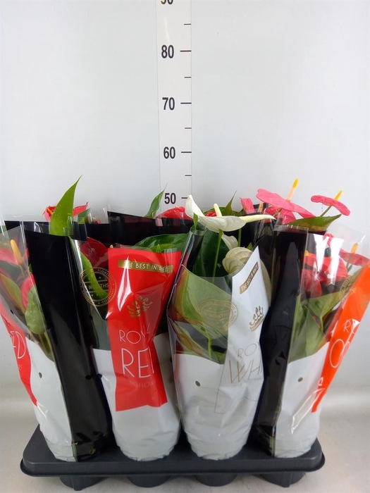 <h4>Anthurium   ...mix</h4>