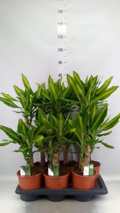 <h4>Dracaena frag. 'Mass Coast'</h4>