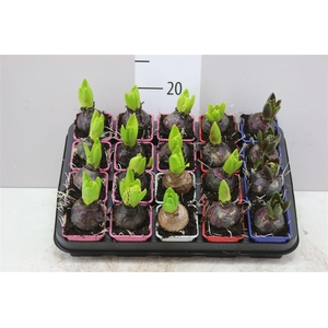 Hyacinthus Gemengd 1pp
