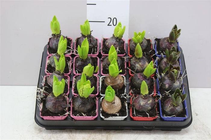 <h4>Hyacinthus Gemengd 1pp</h4>