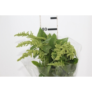 AMARANTHUS RETO VERDE 070 CM