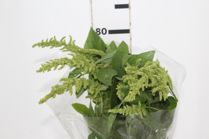 <h4>AMARANTHUS RETO VERDE 070 CM</h4>