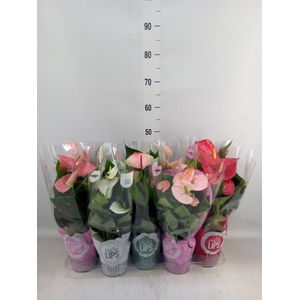 Anthurium   ...mix