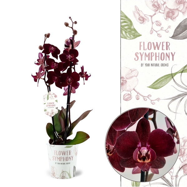 <h4>Flower Symphony | Cartagena | Phalaenopsis 2 spike</h4>