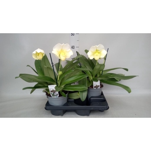 Paphiopedilum  'Amerikaanse hybrid'