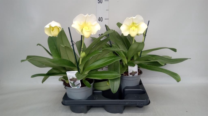 <h4>Paphiopedilum  'Amerikaanse hybrid'</h4>