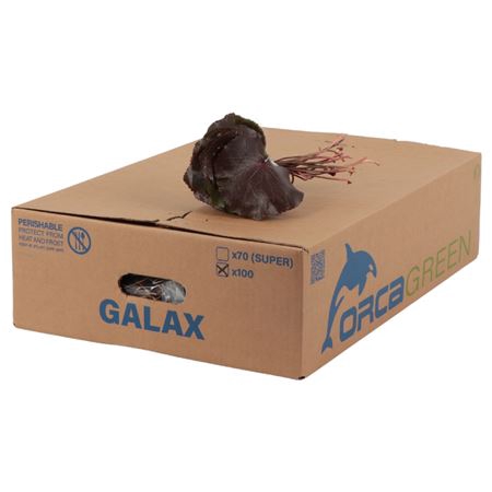 <h4>GALAX SUPER ORCA</h4>