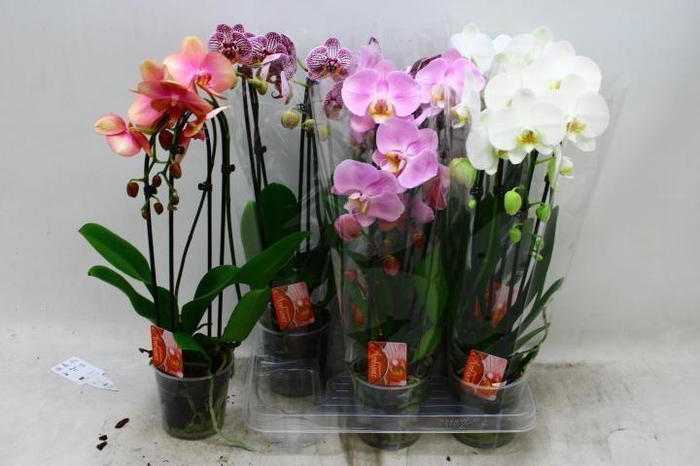 <h4>PHAL EL CASCADE</h4>