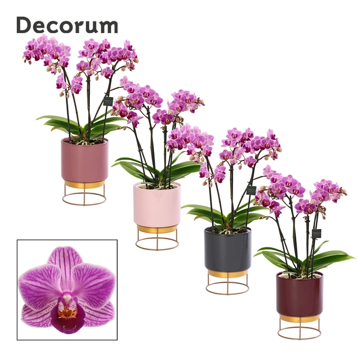 <h4>Phalaenopsis dazzling Dreamer 3-4 tak in Emma de luxe (Rich Love</h4>