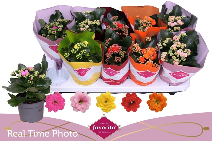 arr8 Kal Ge Perf Gem 5 Kl