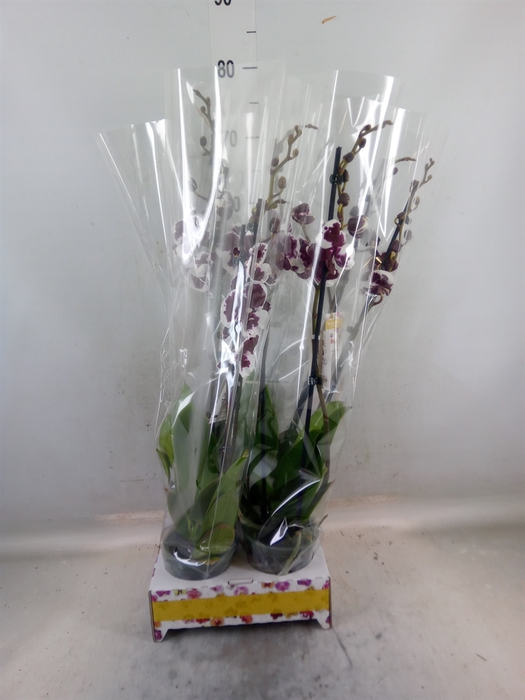 <h4>Phalaenopsis   ...</h4>