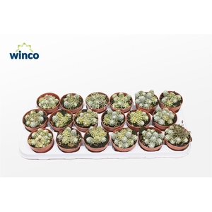 Anacampseros Tomentosa