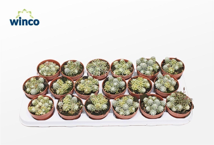 <h4>Anacampseros Tomentosa</h4>