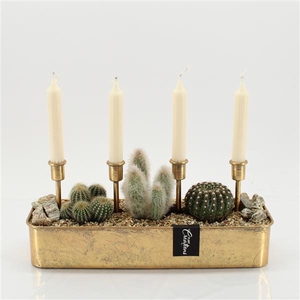 CTCR-2550 Cactus Essentials