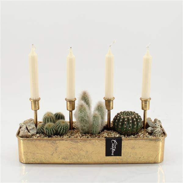 <h4>CTCR-2550 Cactus Essentials</h4>