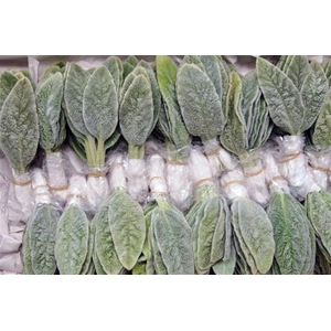 Stachys Leaves Bunch 20 Stems