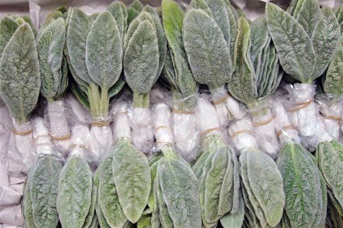 <h4>Stachys Leaves Bunch 20 Stems</h4>