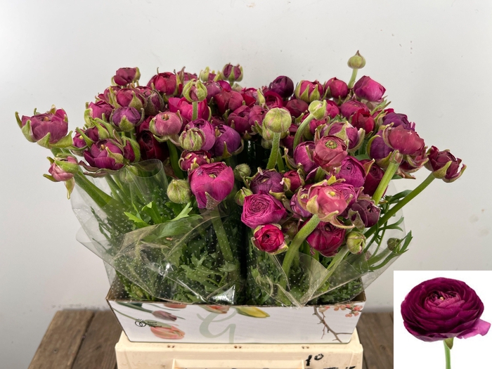 <h4>RAN EL VIOLET</h4>