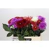 Dahlia Gemengd in fust