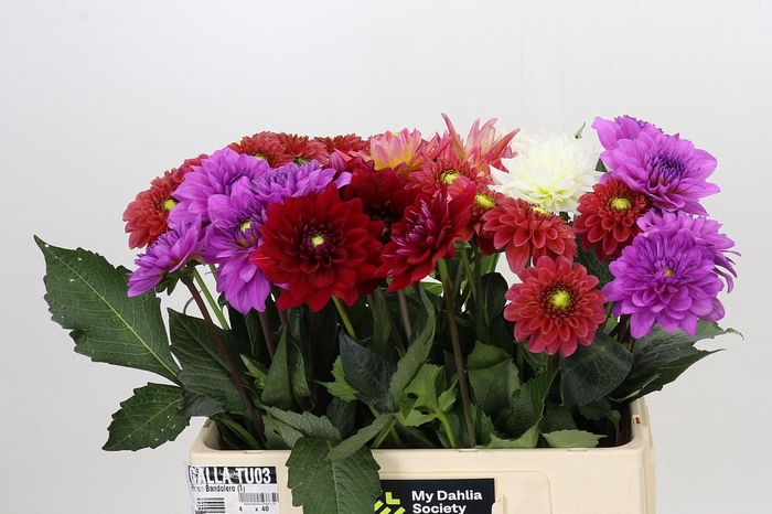 Dahlia Gemengd in fust