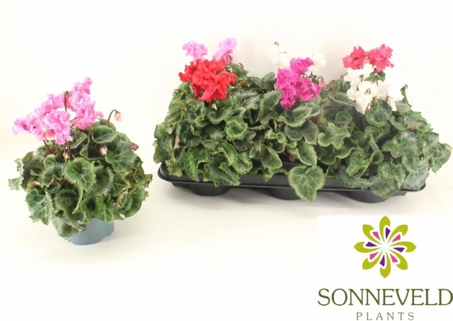 <h4>CYCL MD CRISPINO</h4>