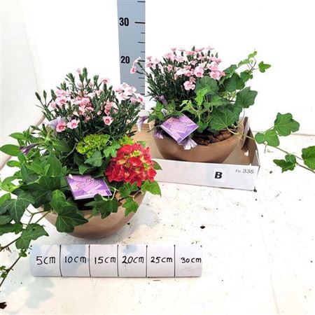 <h4>Arr Tuinplanten</h4>