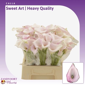 Calla Sweet Art | Heavy Quality