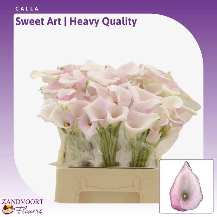 Calla Sweet Art | Heavy Quality